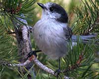 Gray jay