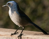 Western scrub jay