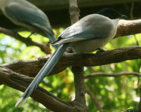 Azure-winged magpie