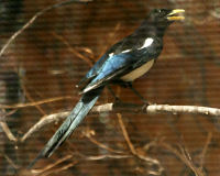 Yellow-billed magpie