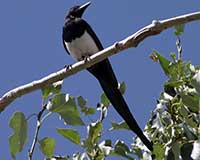 Black-billed magpie