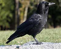 Common raven