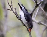 Mistletoebird