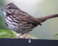 Song sparrow