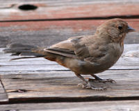 California towhee