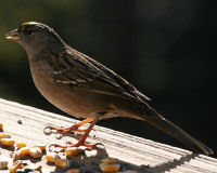 Golden-crowned sparrow