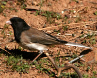 Dark-eyed junco