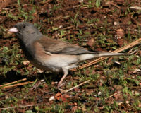 Dark-eyed junco