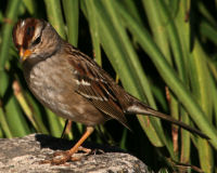 White-crowned sparrow