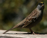 Golden-crowned sparrow