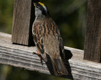 Golden-crowned sparrow