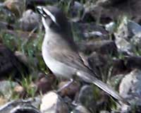 Black-throated sparrow