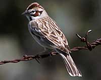 Lark sparrow