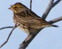 Savannah sparrow