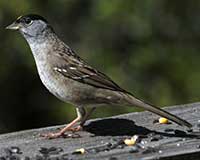 Golden-crowned sparrow