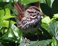 Song sparrow