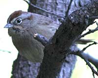 Rufous-crowned sparrow