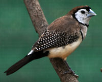 Double-barred finch