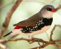 Diamond firetail