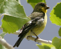 Lesser goldfinch