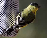 Lesser goldfinch