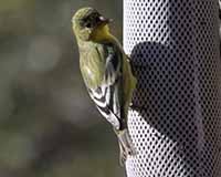 Lesser goldfinch