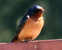 Barn swallow