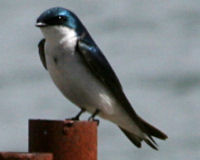 Tree swallow