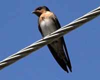 Welcome swallow