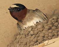 Cliff swallow