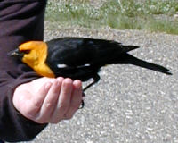 Yellow-headed blackbird