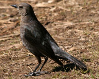 Brewer's blackbird