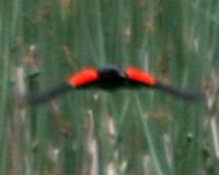 Red-winged blackbird