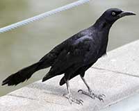 Great-tailed grackle