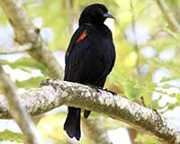 Red-winged blackbird