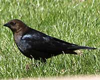 Brown-headed cowbird