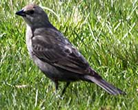 Brown-headed cowbird