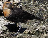 Yellow-headed blackbird