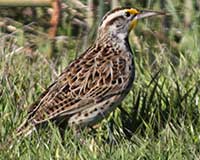 Western meadowlark