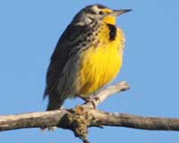 Western meadowlark