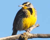 Western meadowlark