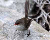 Superb fairy-wren