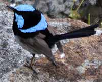 Superb fairy-wren