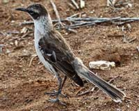 Galápagos mockingbird