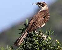 Galápagos mockingbird