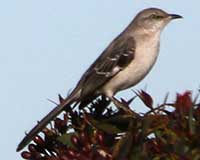 Northern mockingbird