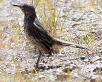 Sage thrasher