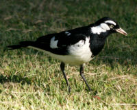 Magpie-lark