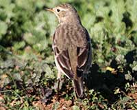 American pipit