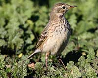 American pipit